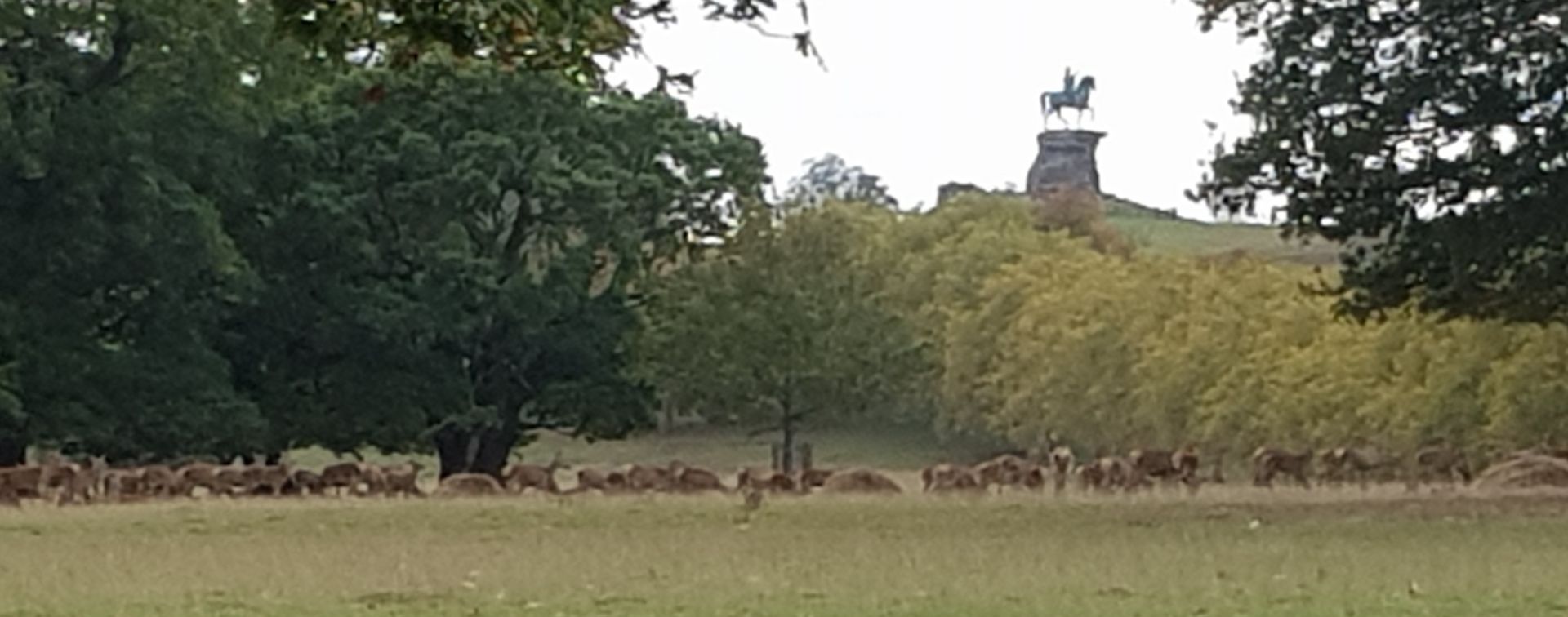 Herd of deer with statue  on  hill behind